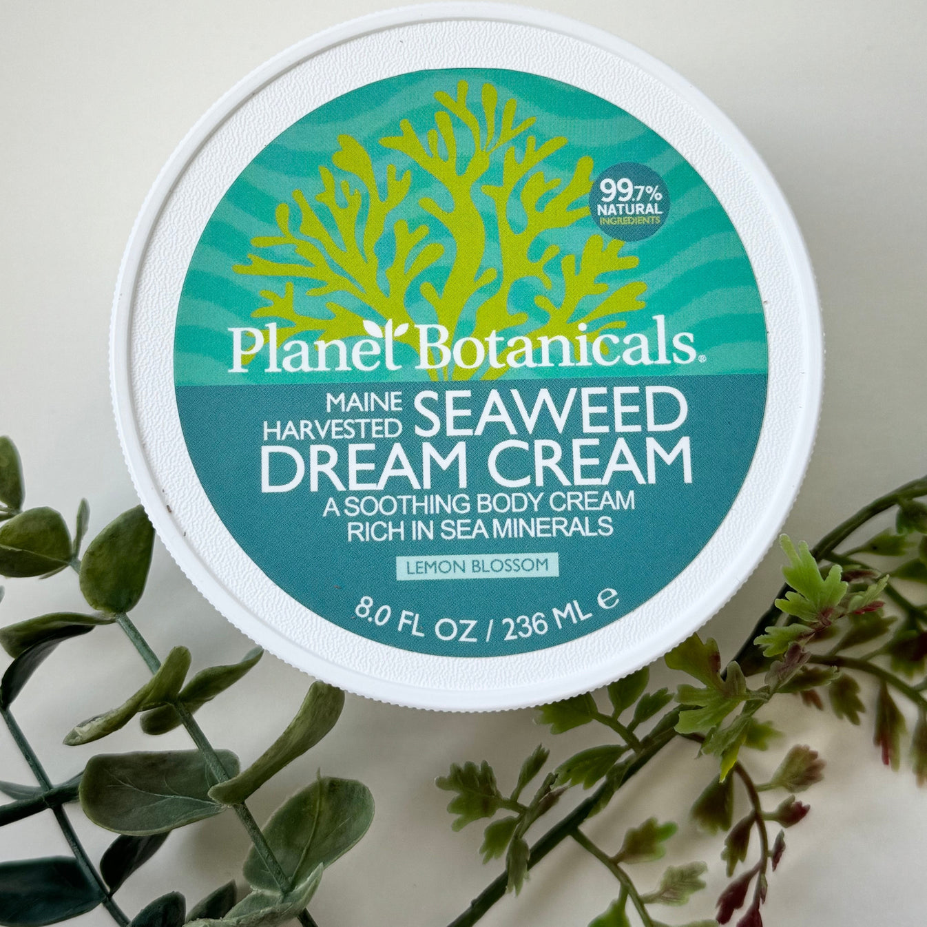 Botanicals Seaweed Dream Cream Elsie Kaye Glassworks, LLC